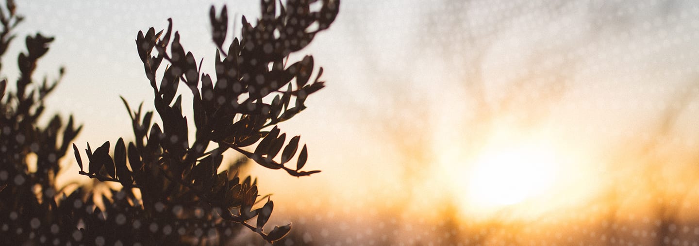 ANROWS Notepad – <br>7 February 2019